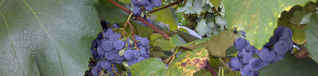 Naples Grape Festival
