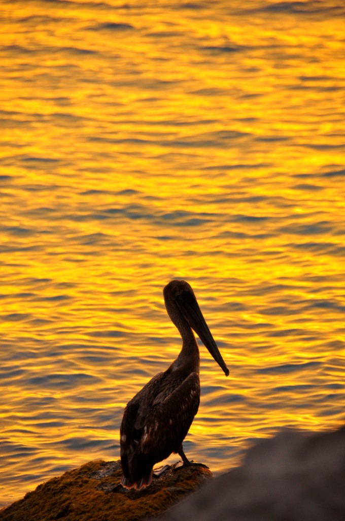 Pelican on the beach Key West , Florida