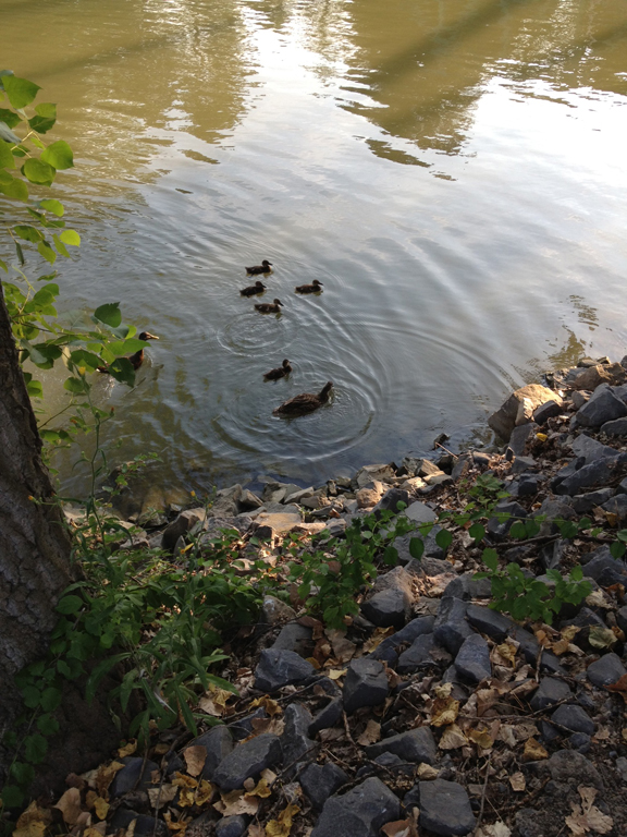 Ducks at Pittsford Canal, Rochester NY