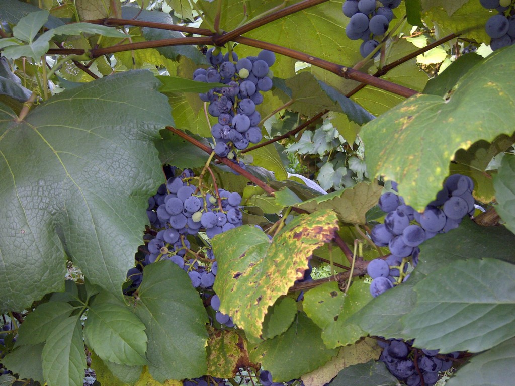 Naples Grape Festival