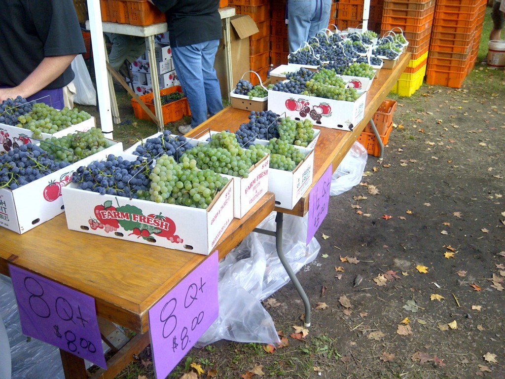 Naples Grape Festival Review Wishes and Dishes