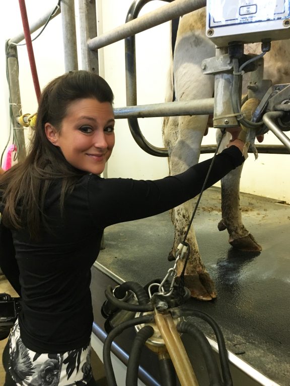 Milking a cow at Richman Farm in Cleveland Ohio.