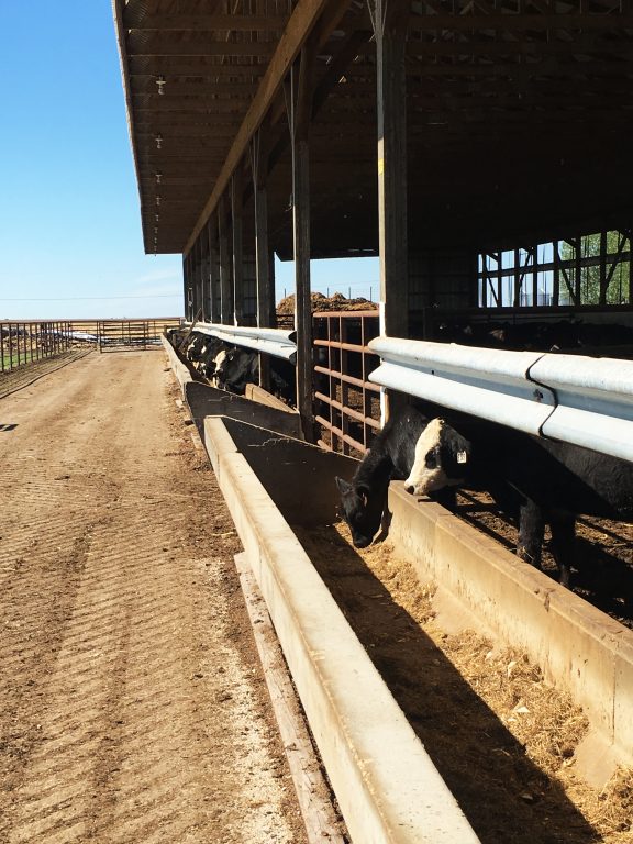 Calves on Blair Farm, Dayton, Iowa.