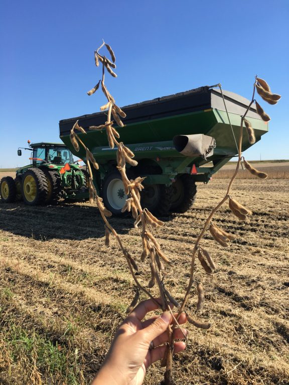 Soy Bean harvesting on Kenney Farm in Iowa.