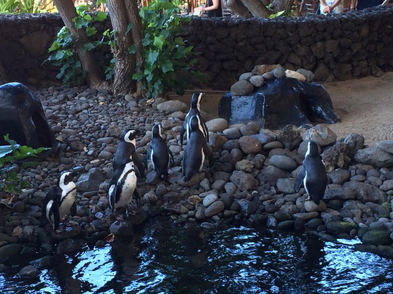 Penguin feeding at Hyatt Regency Maui.